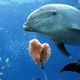 Illustration for article titled Dangerously Horny Dolphin Ruins Swimming for French Townem/em